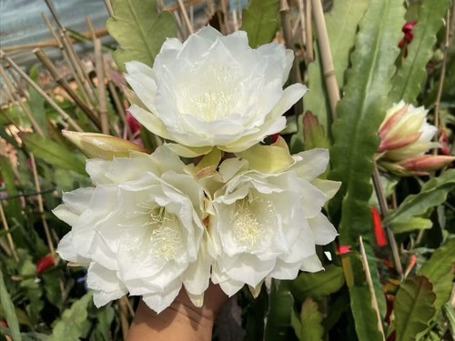 Epiphyllum