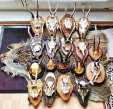 Konvolut 18 Jagdtrophäen und