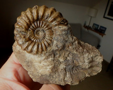 Fossilien Ammonit Jura Lias Androgynoceras