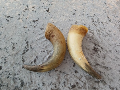 Tier horn - 2,