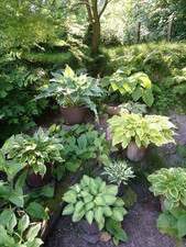 Hosta Funkie " Gemstone " 