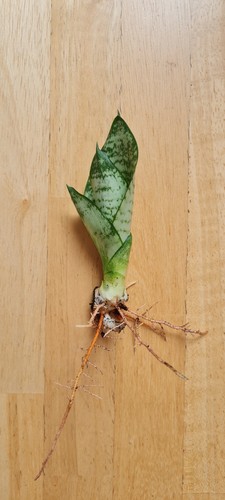 Sansevieria hahnii