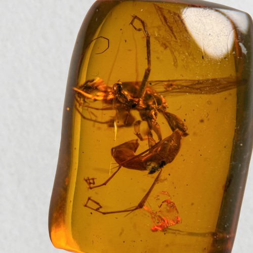 Seltsame wasp burmesisch - wasp, in