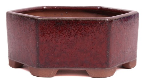 Bonsai schale eckig 15 - -,