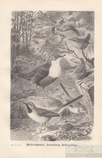 water chatter. Wren. Mountain