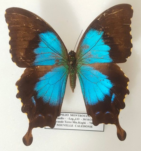 Papilio montrouzieri weibchen - papilio,