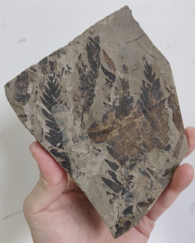Fossiler farn auf steinmatrix - fossiler,