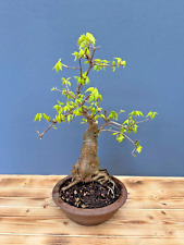 Bonsai Dreispitzahorn 5054 Acer Buergerianum Outdoor pflegeleicht Laub abwerfend
