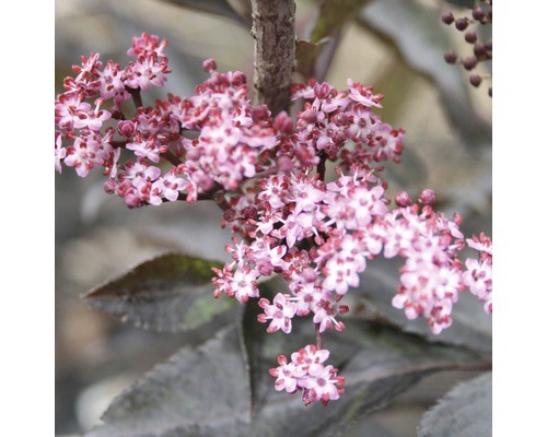 Schwarzer holunder floraself - schwarzer,