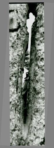 Manfred uhlenhut 1941 - manfred,