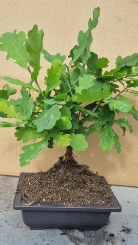 Bonsai eichenbaum quercus - eichenbaum, ,