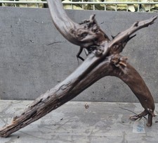 Echte-Moorkienwurzel