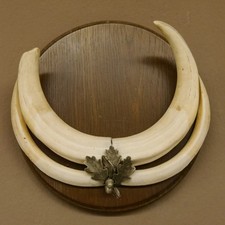 Warzenschwein Waffen Warzen