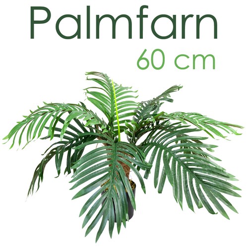 Palme palmfarn sagopalme - palme,