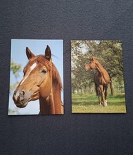 2 AK Pferdepostkarten Trakehner Hengst, Horse
