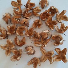 Bucheckerhülsen Bucheckerhüllen Buche Buchecker 100 Stück