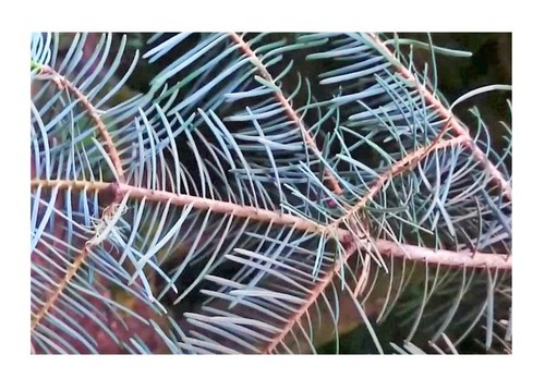 10x abies concolor glauca - abies,