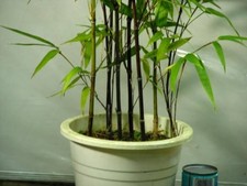 Bambus schwarz exotische