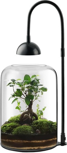 Glass plant terrarium - glass, led