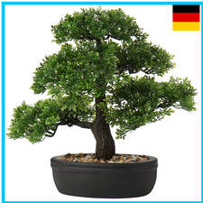 Kunstbonsai Podocarpus
