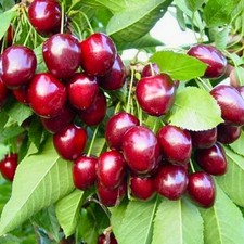 Süßkirsche ‘Lapins’-
