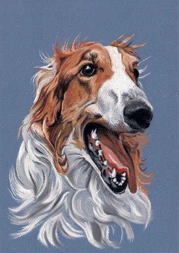Windhund levrier barsoi - *,