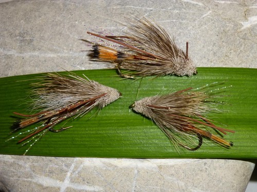 Turk s tarantula - st., turk`s