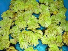 3 Büschelfarn XL für den