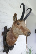 Altes Tierpräparat Gams ausgestopft präpariert taxidermy