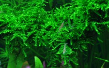 Vesicularia ferriei 'Weeping Moss', Tropica 1-2 Grow, in Vitro Wasserpflanze