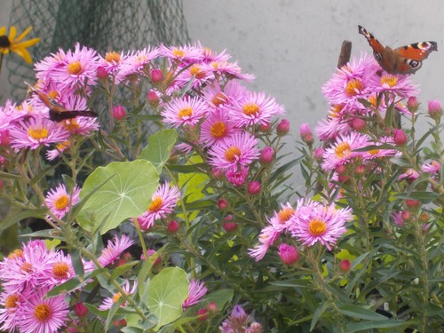Herbstaster raublatt aster - herbstaster, raublatt-aster