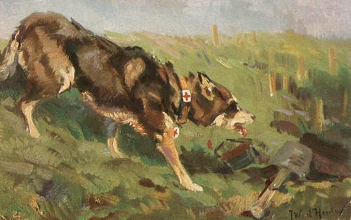 Der sanitätshund felde - sanitätshund, im