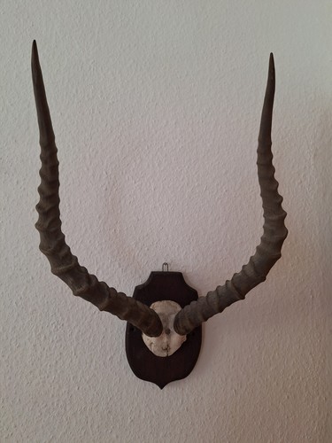 Antike große impala trophäe - antike,,