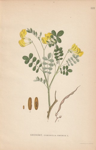 Strauchkronwicke hippocrepis - strauchkronwicke, (hippocrepis