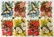 EF Schmetterling Blume Rose