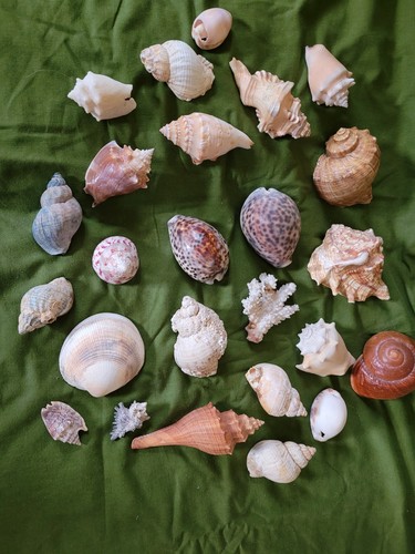Muscheln vintage - muscheln,,