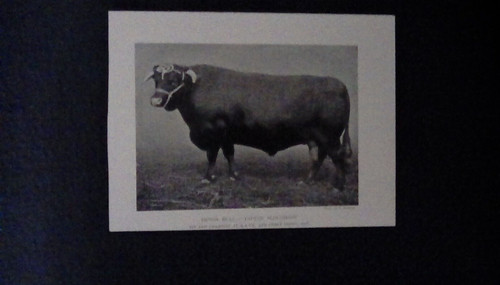 Devon bull tapton ploughboy - :,
