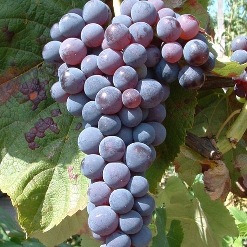 Weinrebe venus dunkelblauer - weinrebe,