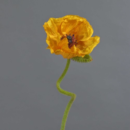 Artplants kunstblume mohnblume - kunstblume,