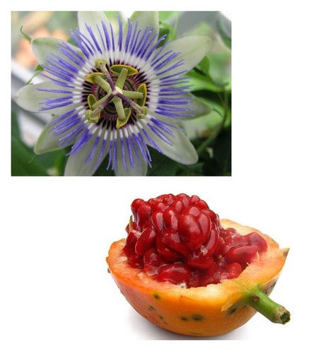 Samen sagenhaft passions - samen, passions-blume