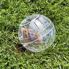 Chinchilla clear ball - clear, hamster