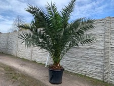 Palme Phoenix Canariensis