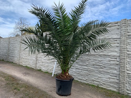 Palme phoenix canariensis - palme,