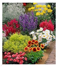 Bunter Staudengarten