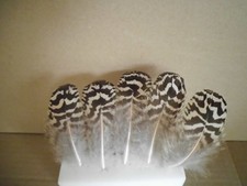 5 gestreifte Pfauenfedern,  18  cm