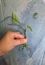 4 Scindapsus Pictus Silvery Ann Ableger Gut Bewurzelt Silberne Efeutute Aroid