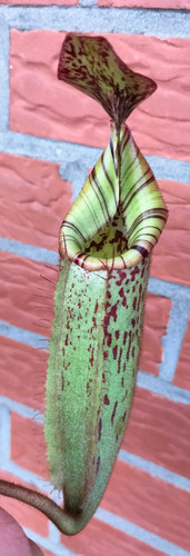 Nepenthes - x, veitchii)