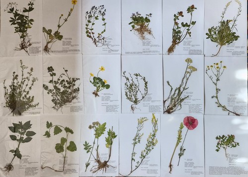 Herbarium pflanzen mit - 25,