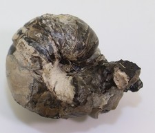 Nautilus, Eutrephoceras