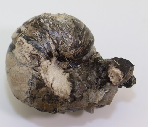 Nautilus eutrephoceras - nautilus,,